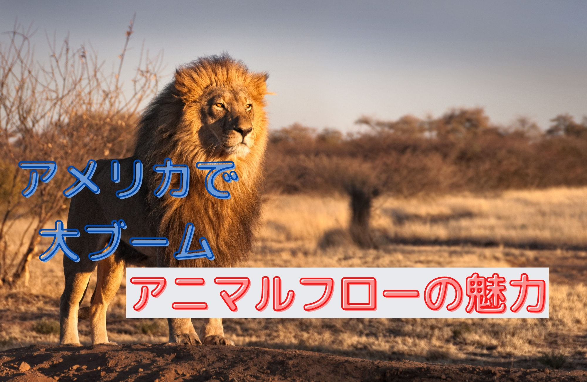 最強のトレーニングアニマルフロー!