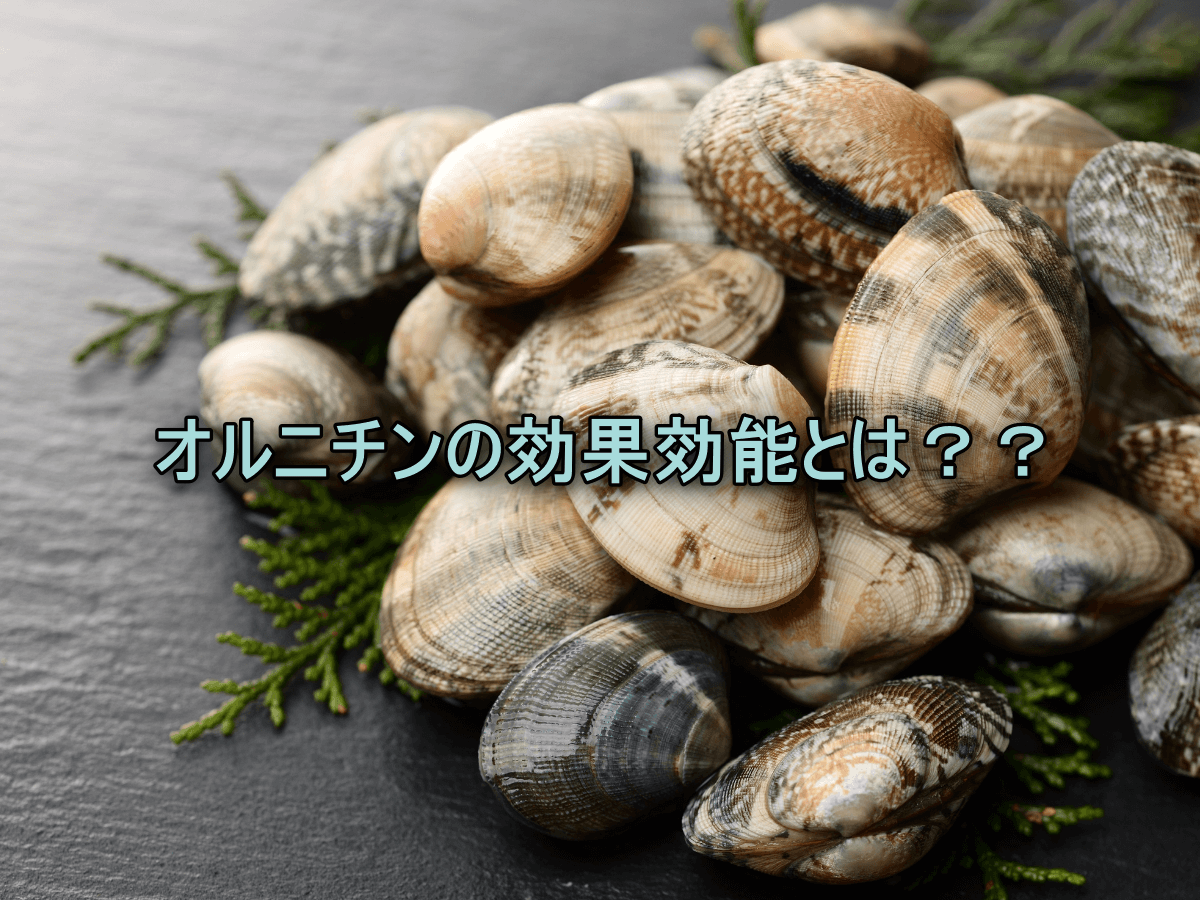 オルニチンの効果効能とは??