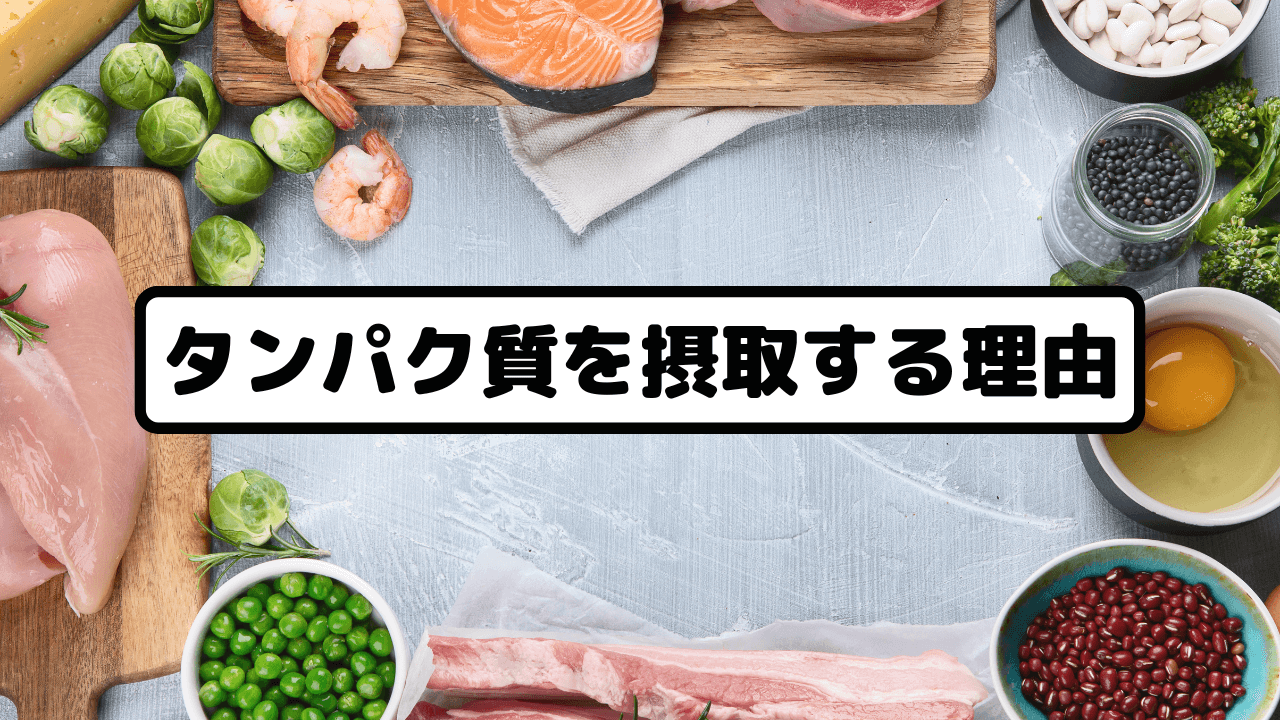 タンパク質を摂取する理由