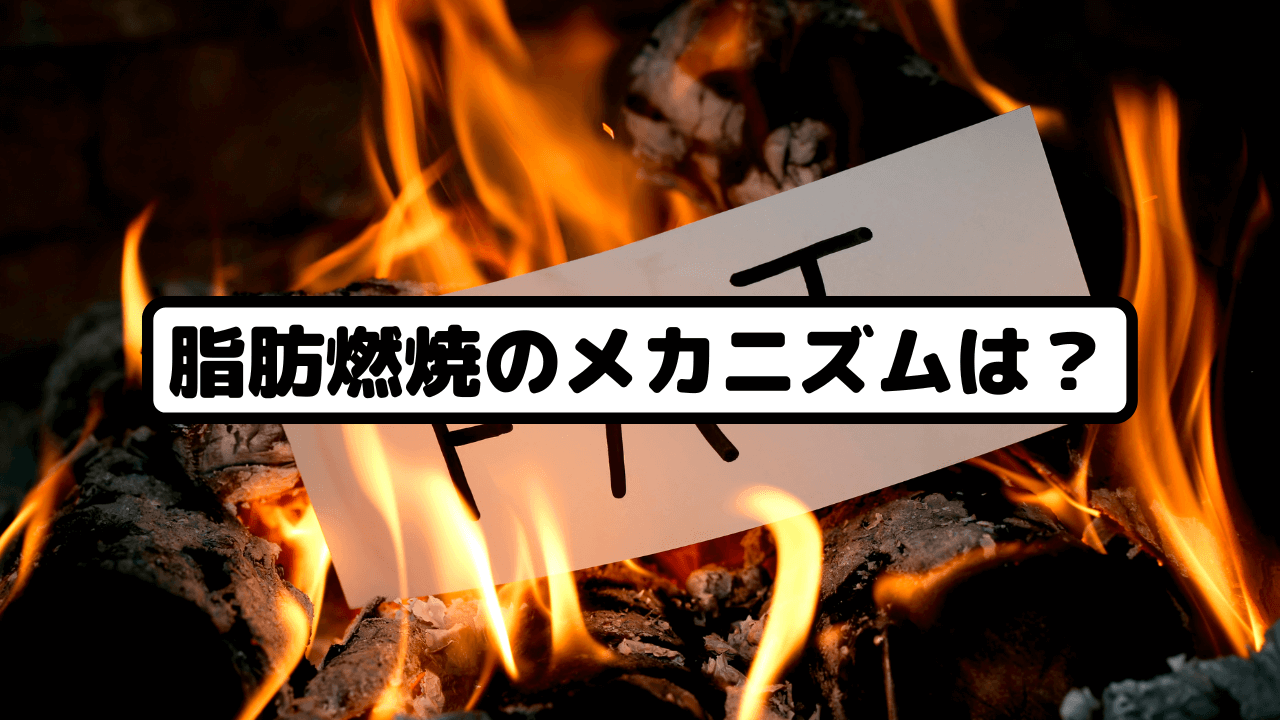 脂肪燃焼のメカニズムは?