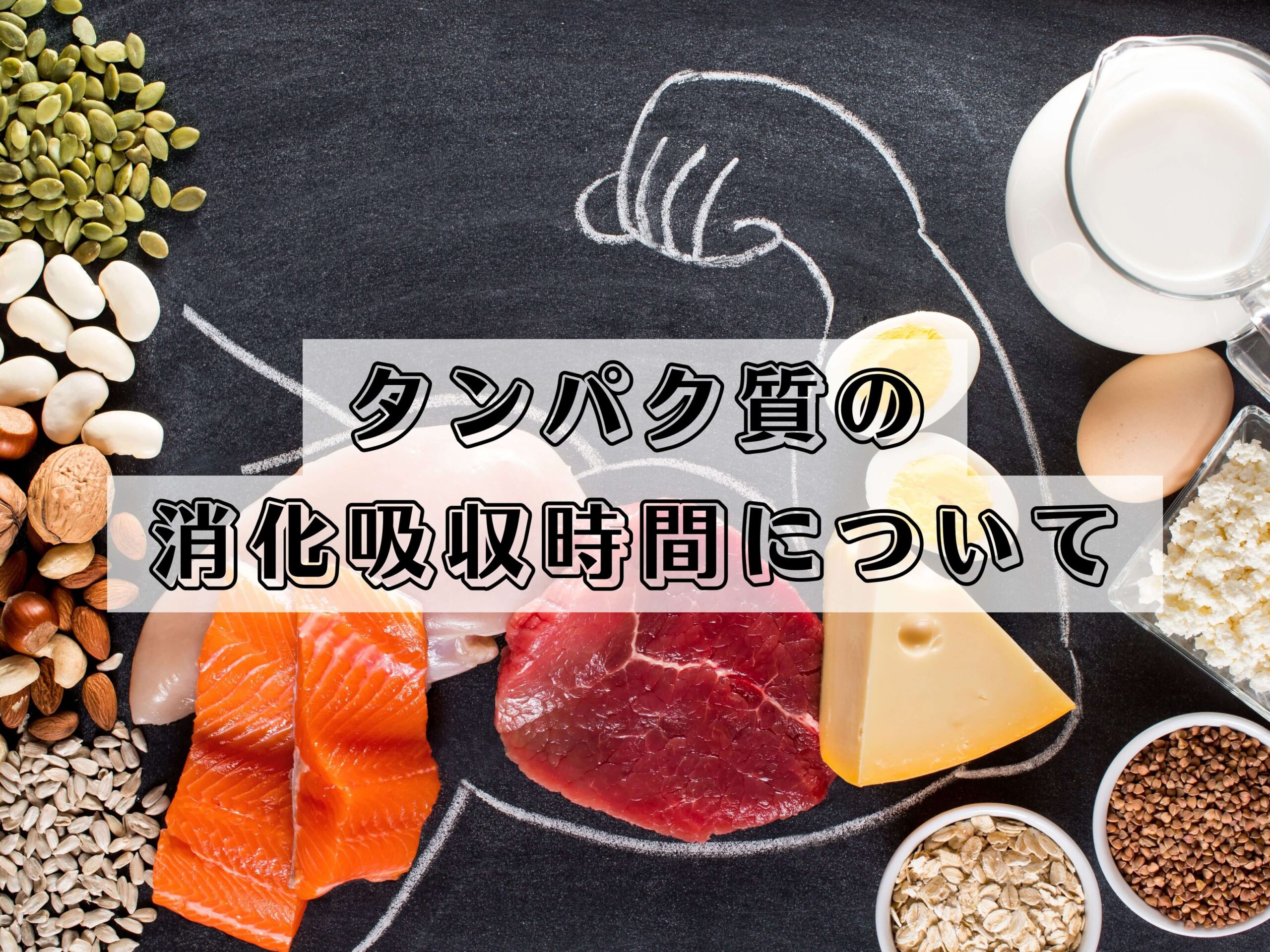 タンパク質の消化吸収時間について