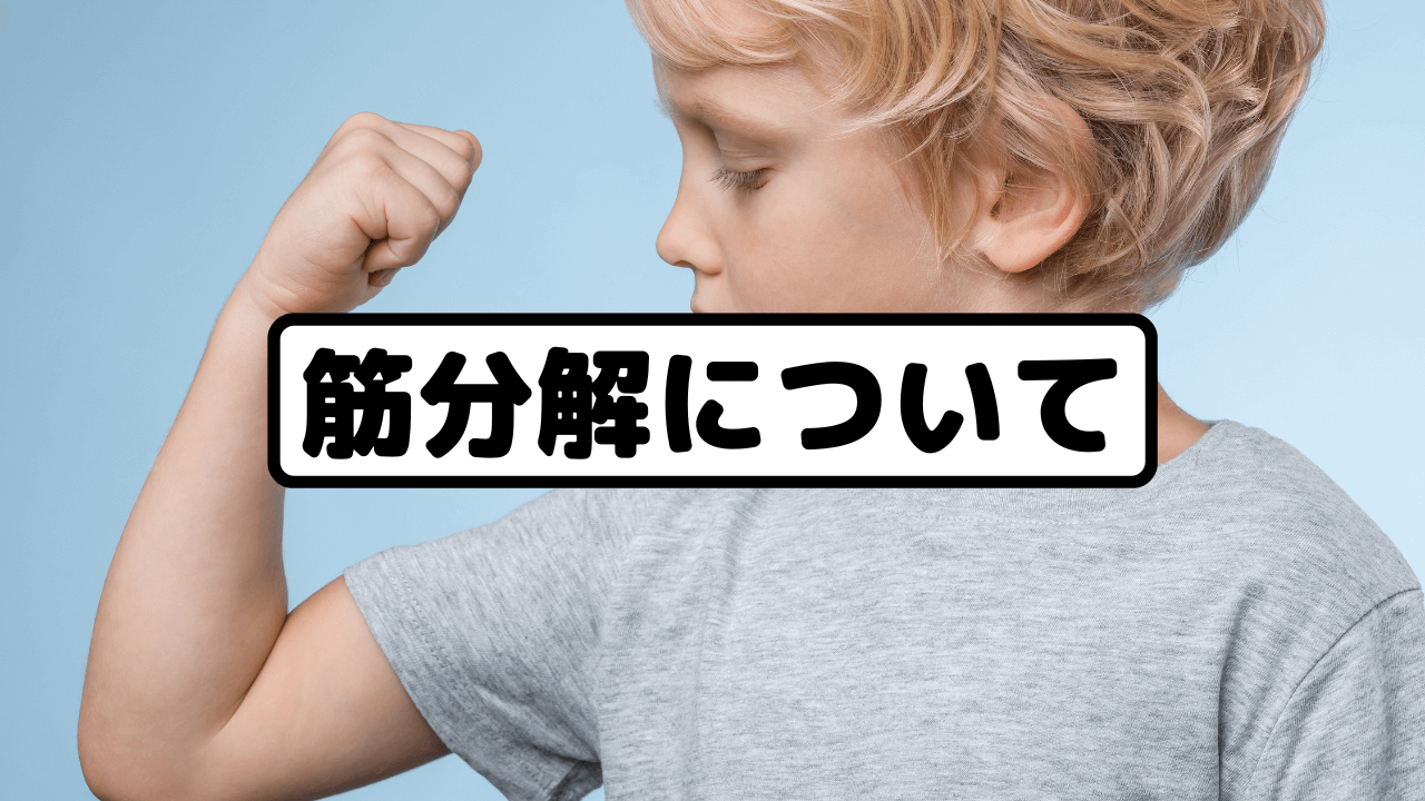 筋肉の分解について