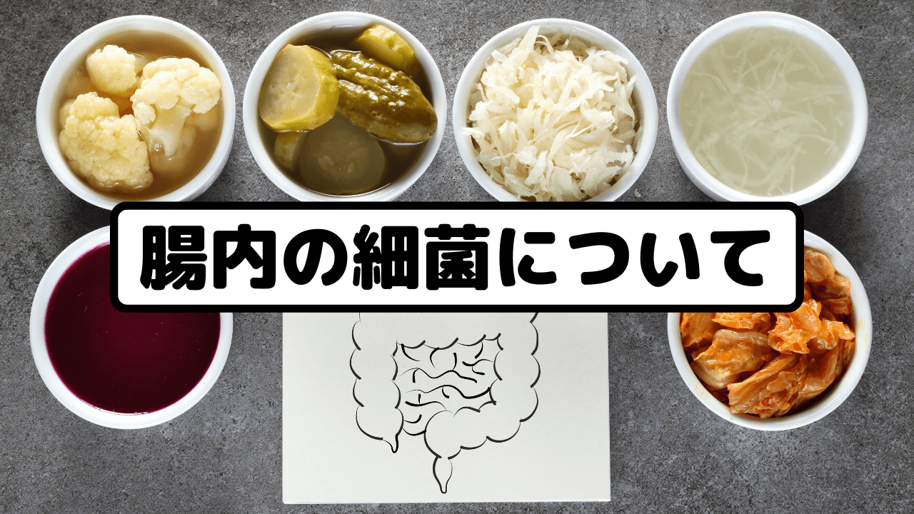 腸内の細菌について