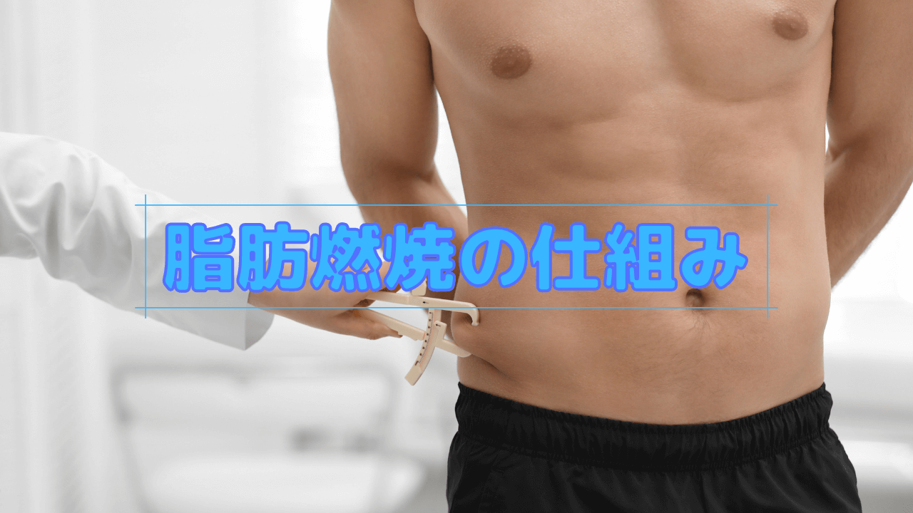 脂肪燃焼の仕組み